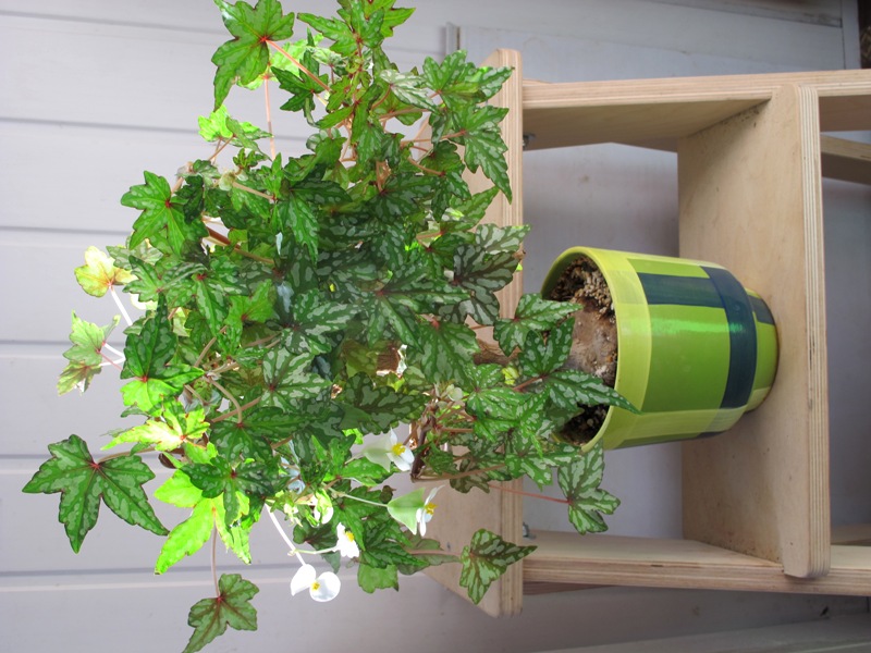 Begonia Dregei.JPG