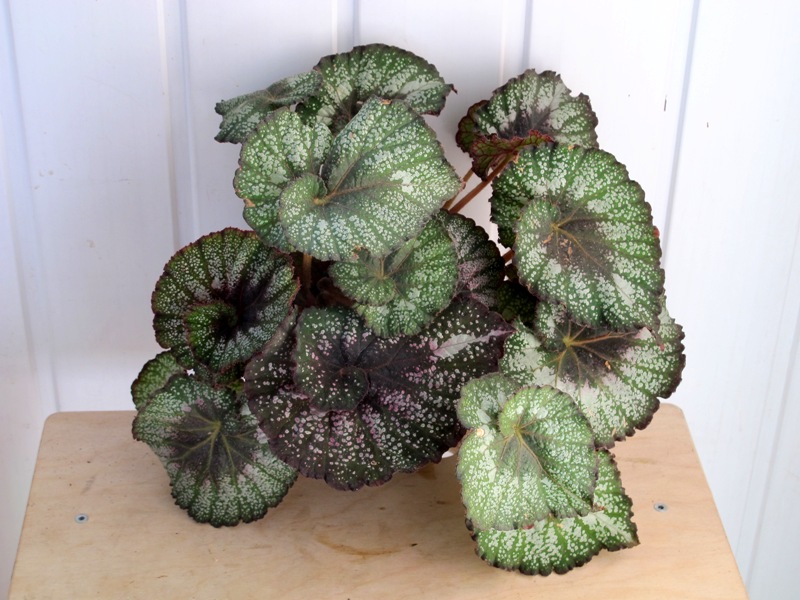 Begonia Cartagena.JPG