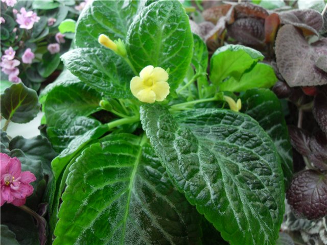 Yellow Mist