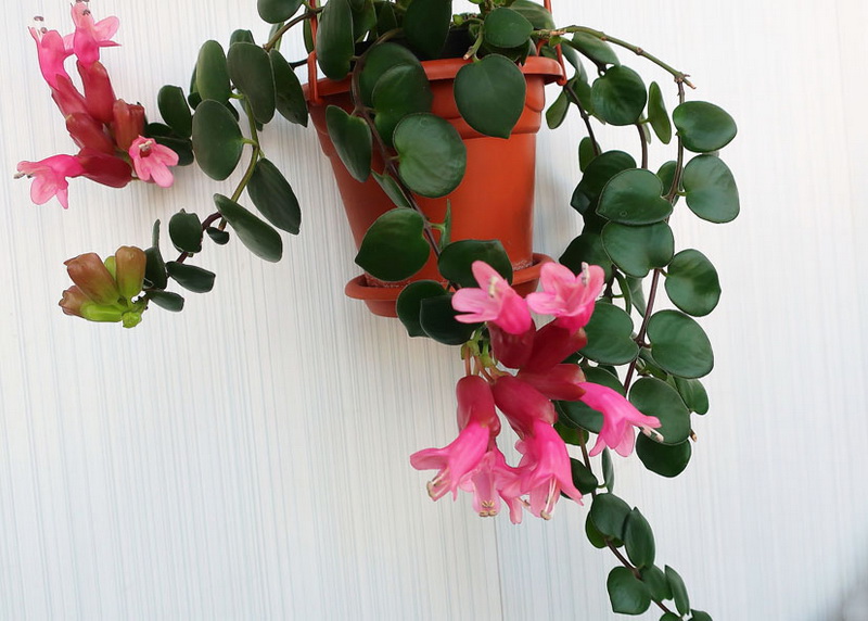 Эсхинантус Thai Pink.jpg