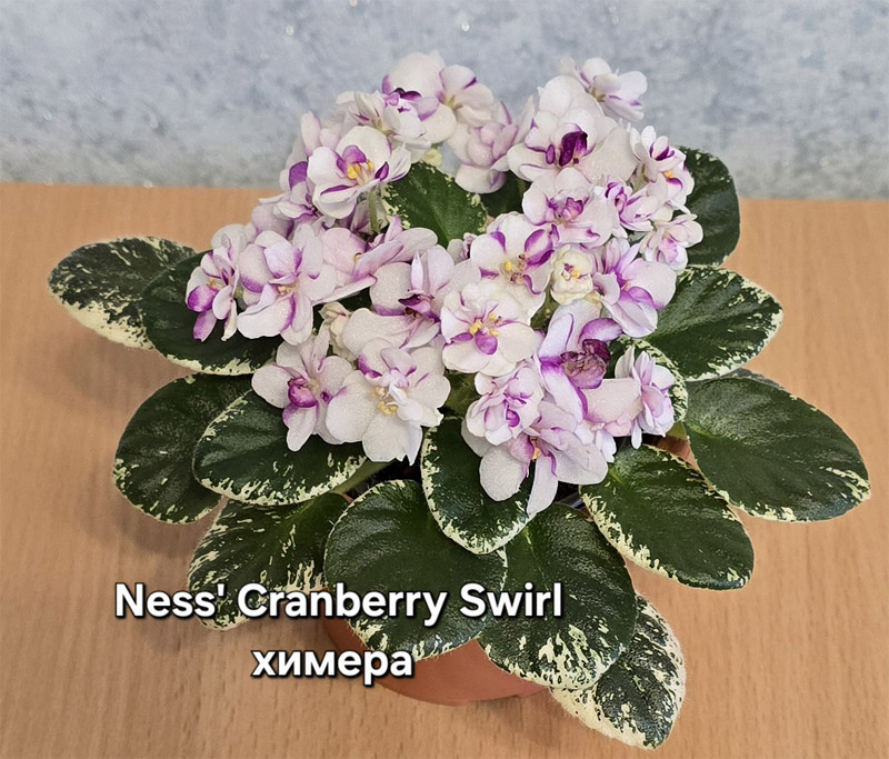 ness-cranberry-swirl.jpg
