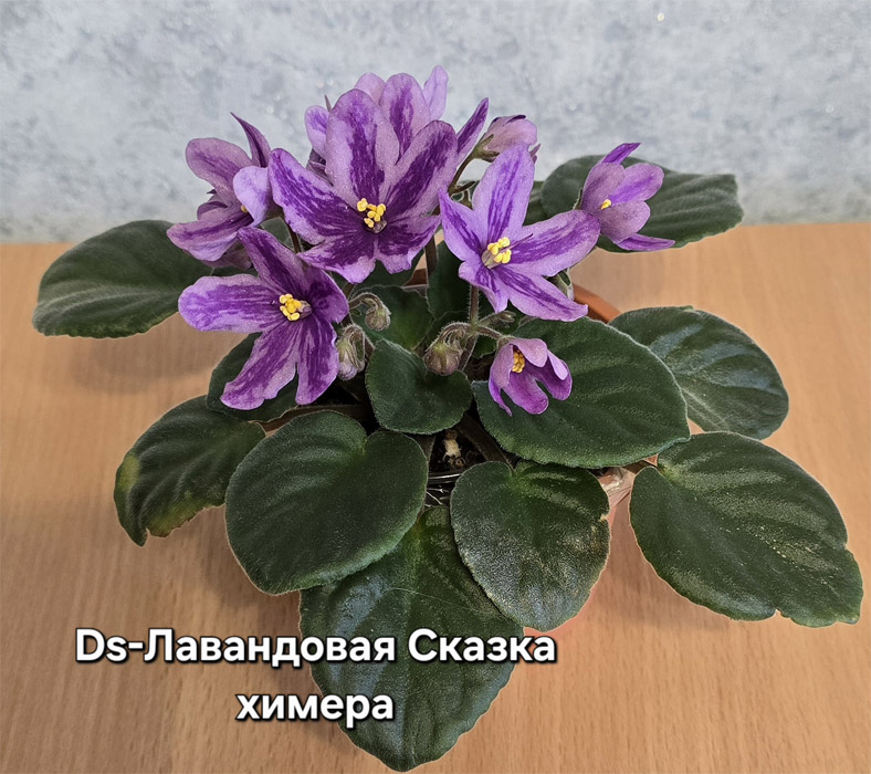 ds-лавандовая-сказка.jpg