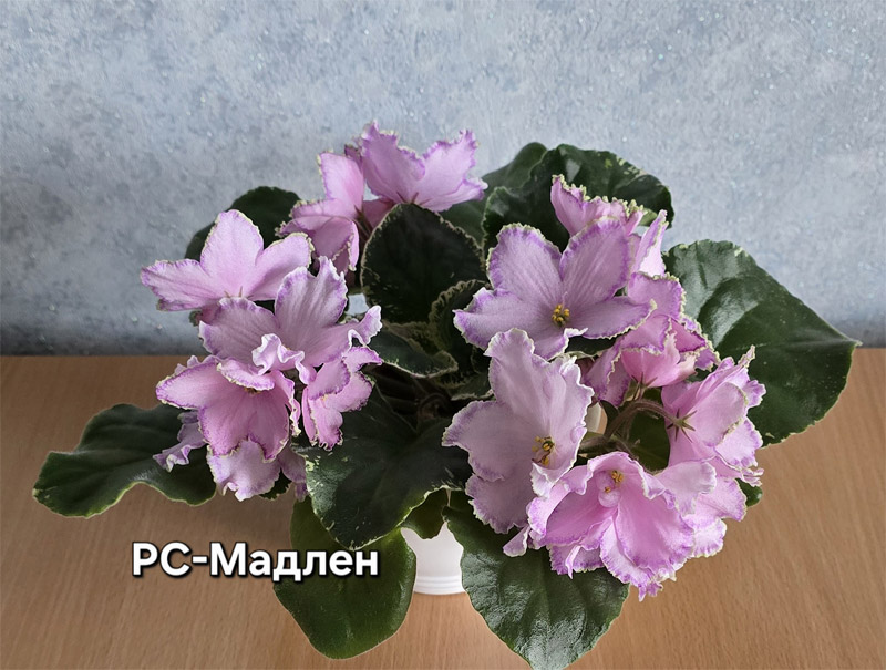 рс-мадлен.jpg