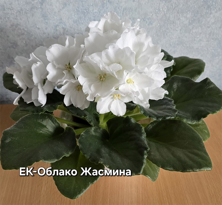 ек-облако-жасмина.jpg