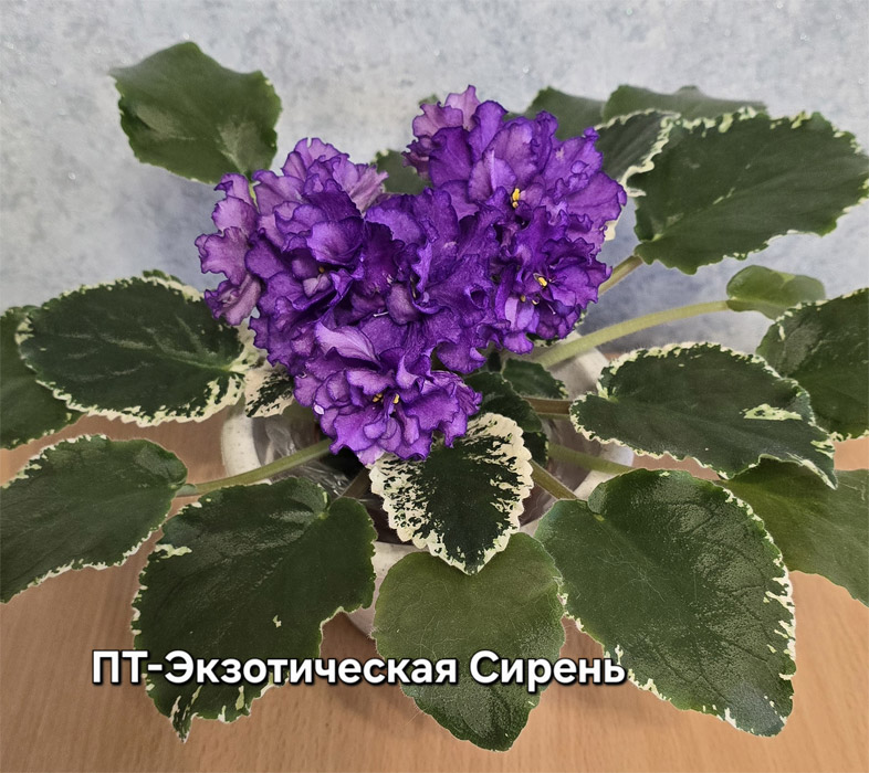пт-экзотич.сирень.jpg