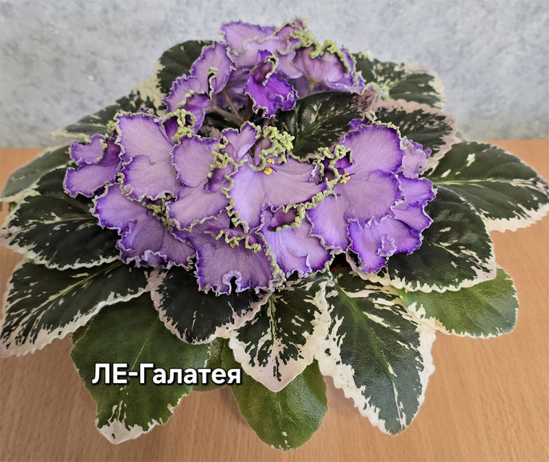 ле-галатея.jpg