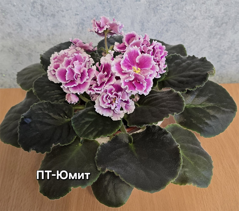 пт-юмит.jpg