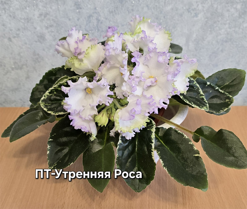 пт-утренняя-роса.jpg