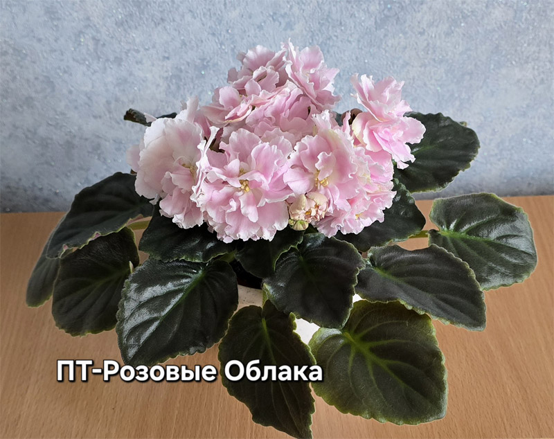 пт-розовые-облака.jpg