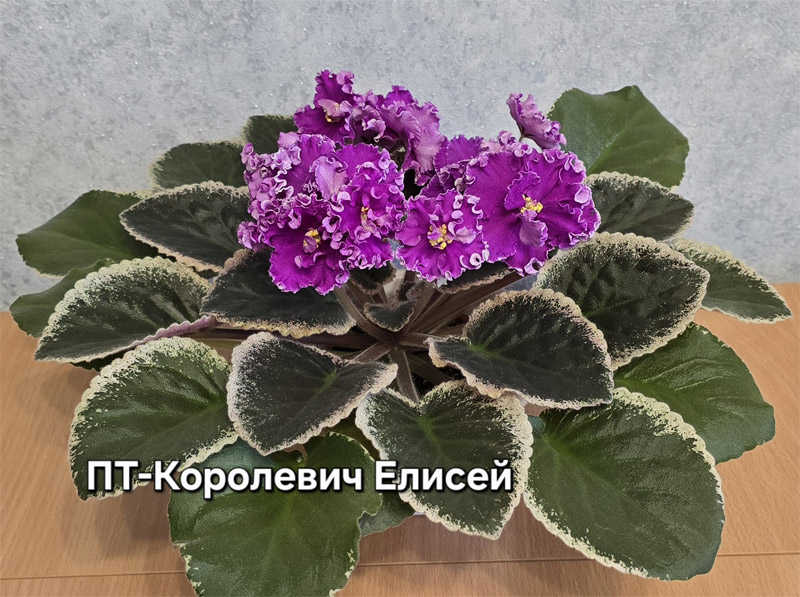 пт-королевич-елисей.jpg