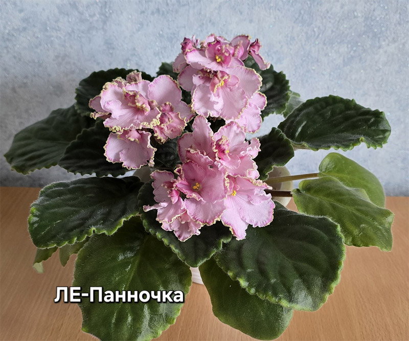ле-панночка.jpg