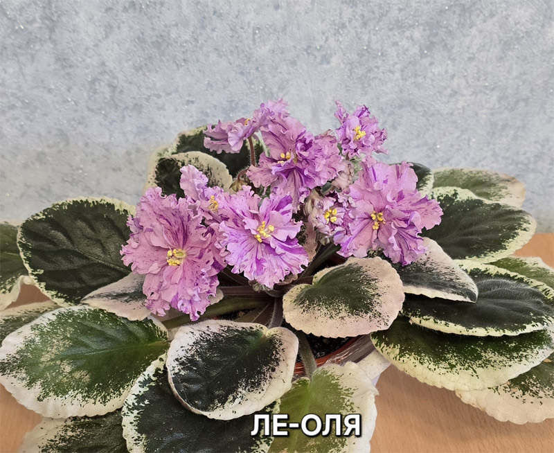 ле-оля.jpg