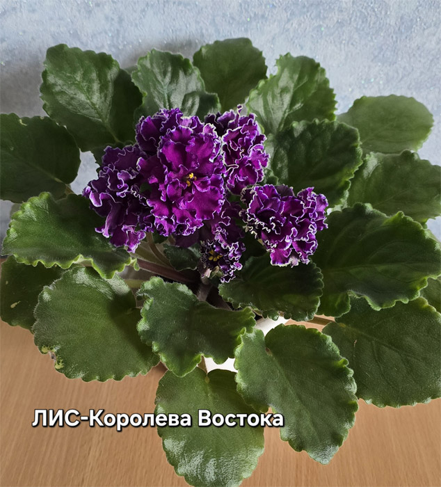 лис-королева-востока.jpg