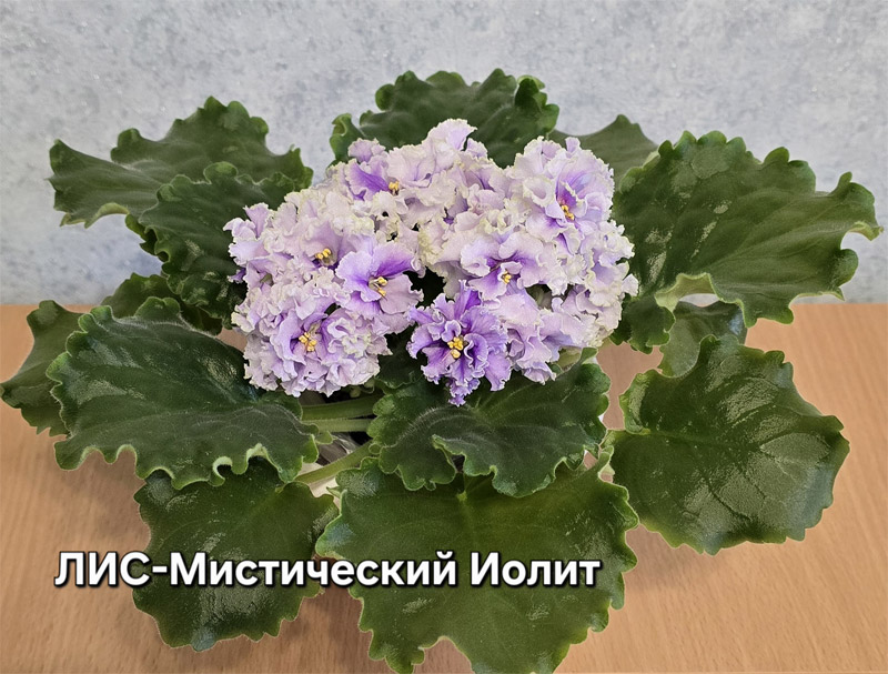 лис-мистич.иолит.jpg