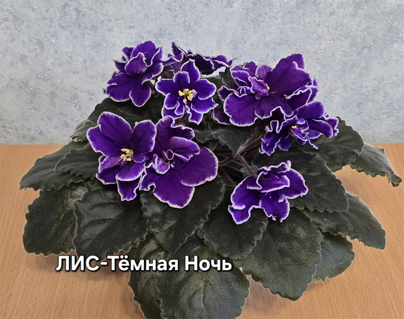 лис-темная-ночь.jpg