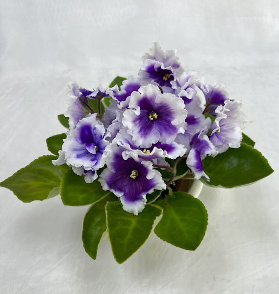 B924E51F-C4CB-458D-9C3B-F80875FBC67C.jpeg