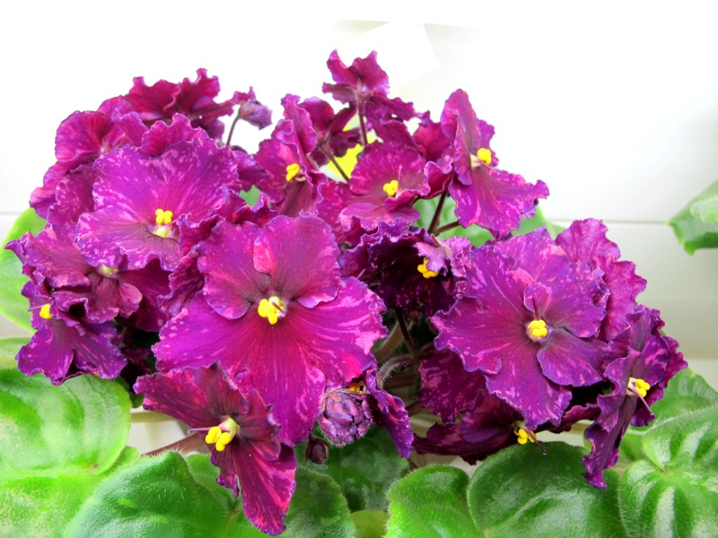 ПТ-Ульянка (кол.Данилина).JPG