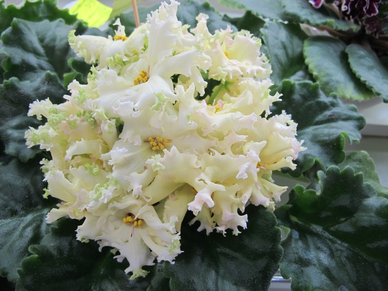 ЕК-Сто Солнышек (кол. Тюрина).JPG
