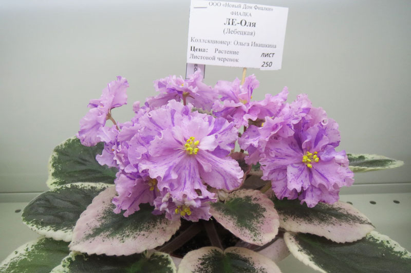 ЛЕ-Оля.jpg