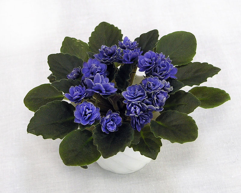 2 место – Ness' Crinkle Blue (D. Ness), колл. В. Титовская