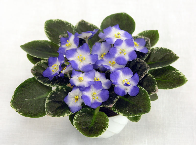 2 место – Shirl's Hawaiian Lei (S. Sanders), колл. В. Титовская