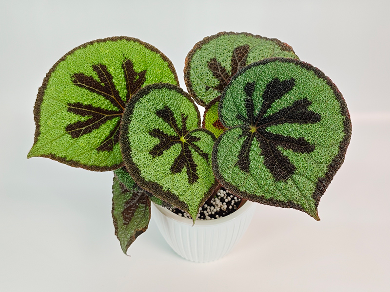 Masoniana Little Rock