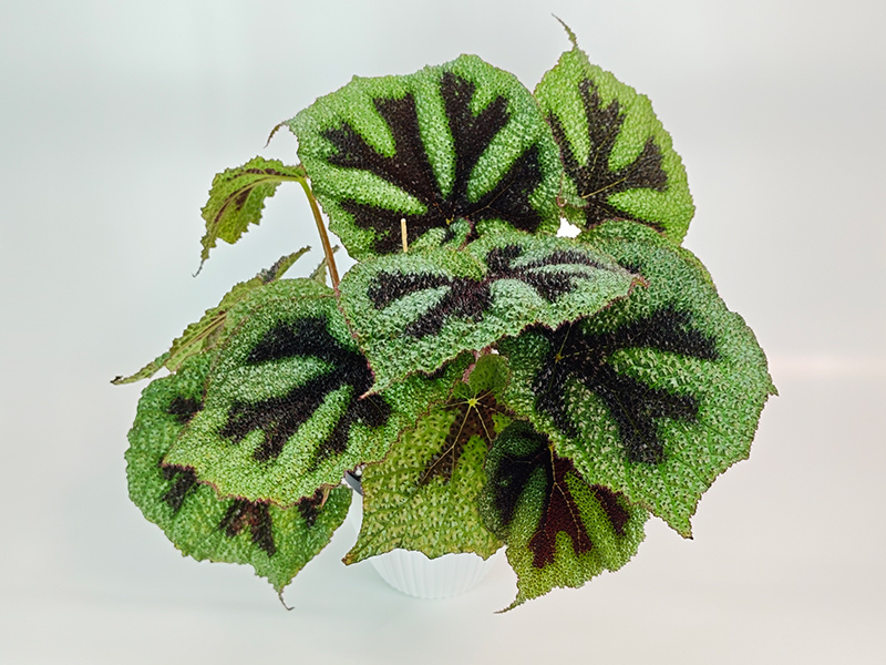 Masoniana