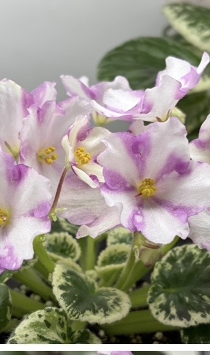 IMG_4100.jpeg