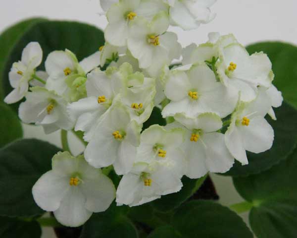 Spring Promise