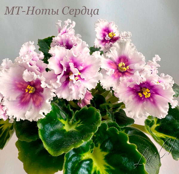 МТ-Ноты-Сердца.jpg