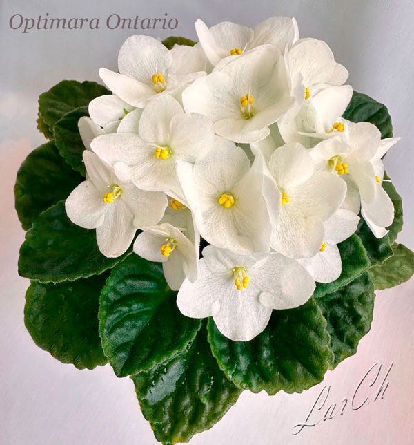 Optimara-Ontario.jpg