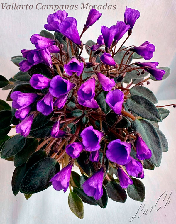 Vallarta-Campanas-Moradas.jpg