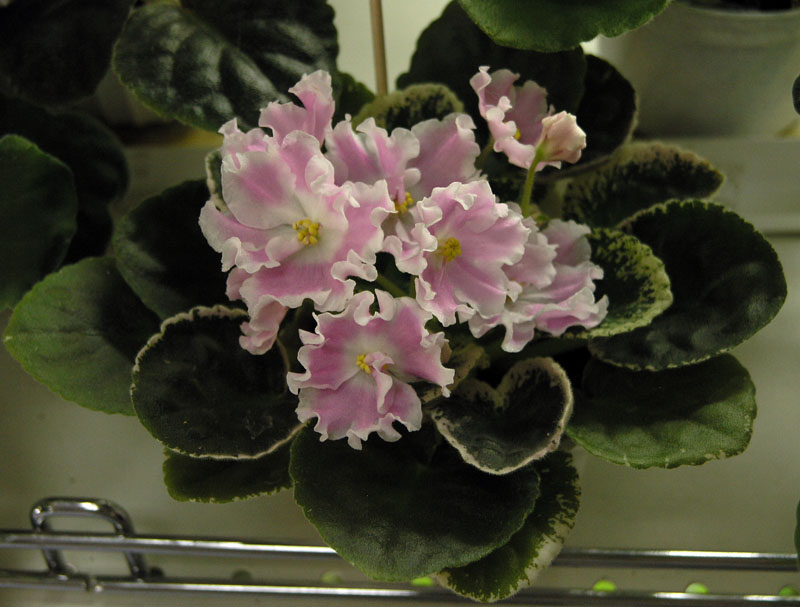 Pink Sensation