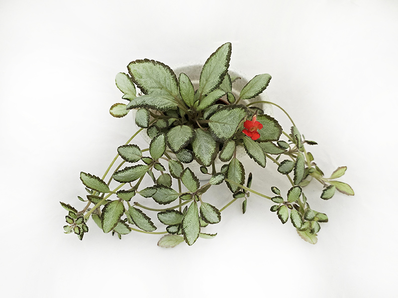 2 место - Episcia Silver Skies (Easterbrook), Пак Л..jpg
