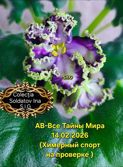 Это бутоны первого цветения после чего я срезала голову и переукоренила .. скоро  буду добавлять новые фото цветения после укоренения .. сорт на проверке ..