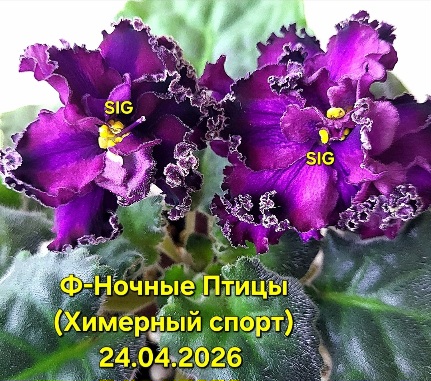 Первые бутоны