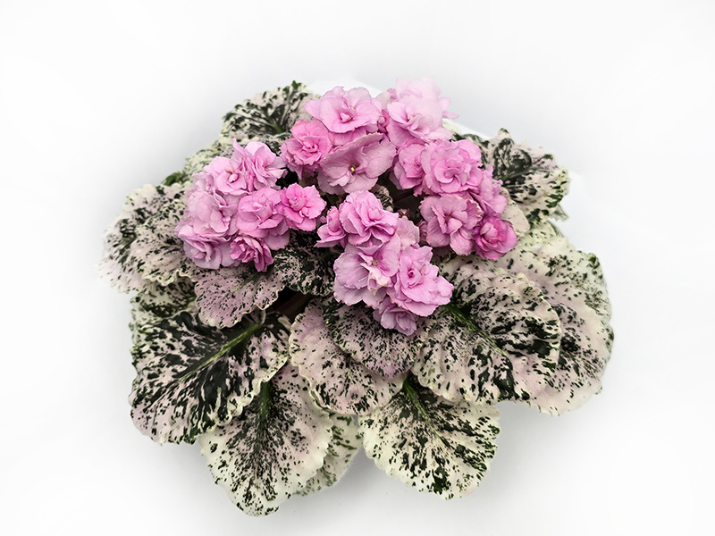 Rose Bouquet.jpg