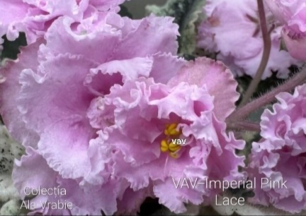 Screenshot_20260523-201114_Gallery.jpg