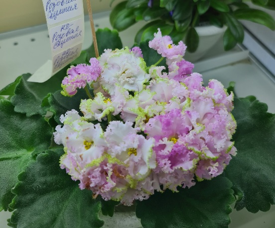 НД-Розовая Скумпия