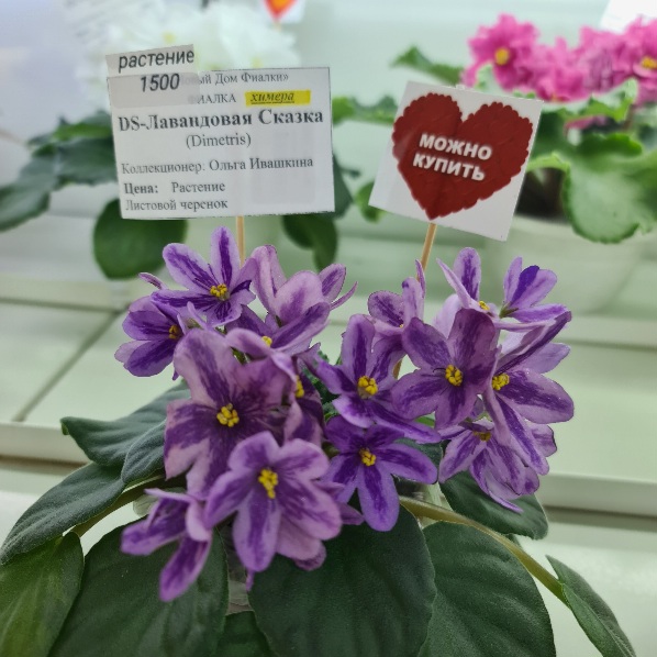 DS-Лавандовая Сказка, химера