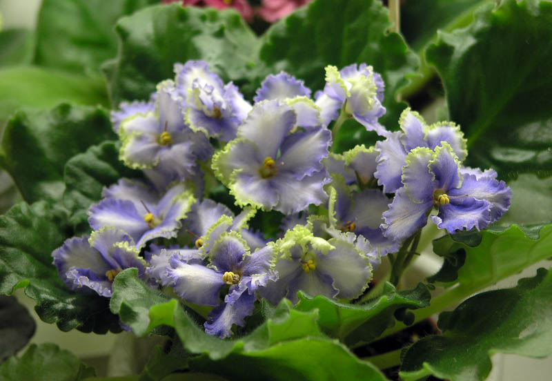 Optimara EverGrace