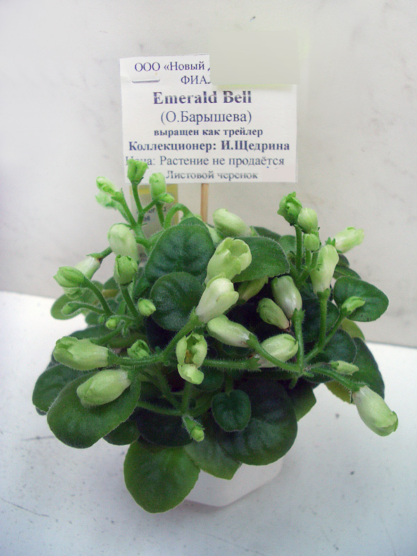 Emerald Bell.JPG