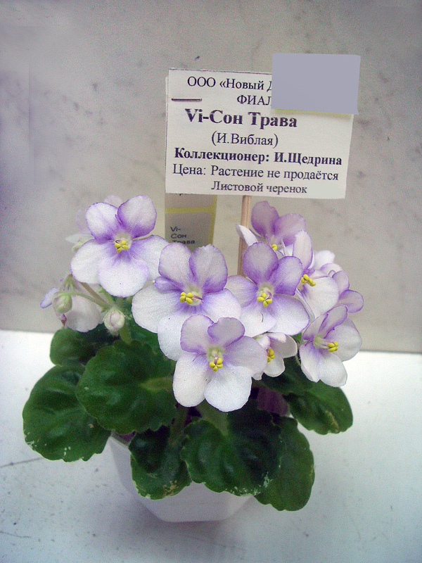 Vi-Сон Трава.JPG