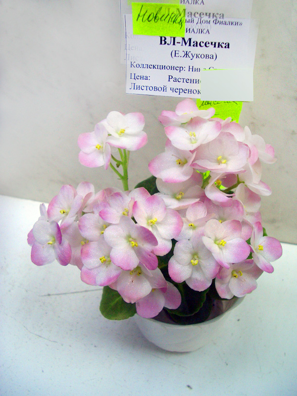 ВЛ-Масечка.JPG