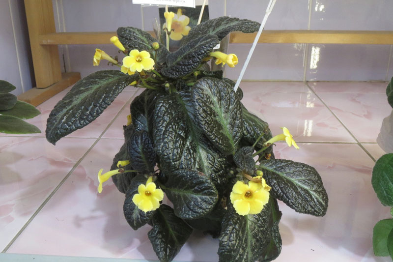 Sun Gold   Данилина.jpg