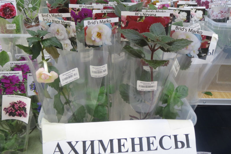 Ахименесы.jpg