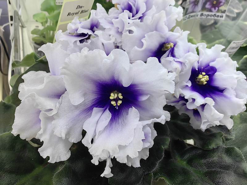 Dn-Royal Blue.jpg