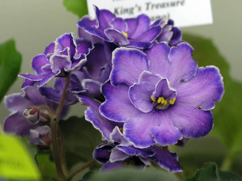 King's Treasure