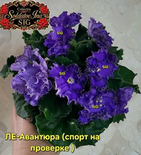 FB_IMG_1784393493913.webp