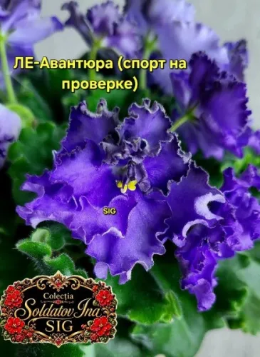FB_IMG_1784393498942.webp